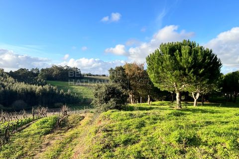 Villa i Bombarral, Leiria, Bombarral - € 499.000 | Ref: SS_0070 - foto 20