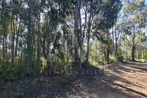 Helårsgrund i Silvares, Castelo Branco, Silvares - € 9.286 | Ref: AV198_V4e5 - foto 5