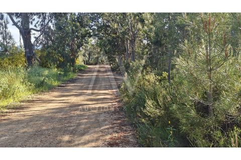 Helårsgrund i Silvares, Castelo Branco, Silvares - € 9.286 | Ref: AV198_V4e5 - foto 6