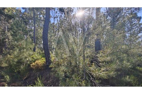 Helårsgrund i Silvares, Castelo Branco, Silvares - € 9.286 | Ref: AV198_V4e5 - foto 7
