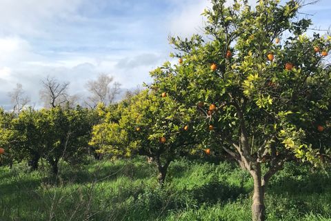 Finca i Bitem, Tarragona, Bitem - € 38 000 | Ref: Bfm - foto 8