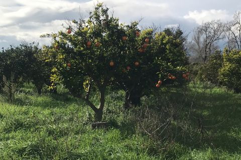 Finca i Bitem, Tarragona, Bitem - € 38 000 | Ref: Bfm - foto 7