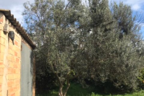 Finca i Bitem, Tarragona, Bitem - € 38 000 | Ref: Bfm - foto 2