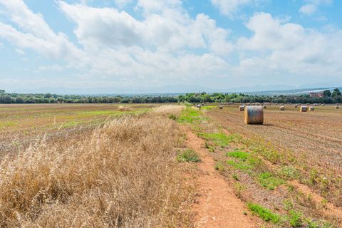 Terra a Son Gual, Mallorca, Son Gual - € 3.000.000 | Ref: FALC-Nep-62192 - foto 2