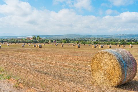 Terra a Son Gual, Mallorca, Son Gual - € 3.000.000 | Ref: FALC-Nep-62192 - foto 5