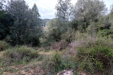 Finca i Benifallet, Tarragona, Benifallet - € 10.000 | Ref: Jr - foto 5