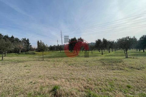 Terra a Benevento, Benevento, Benevento - € 185.000 | Ref: AA39826 - foto 3