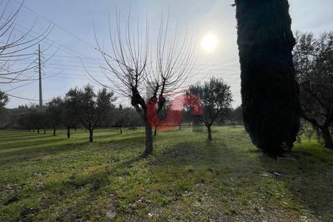 Terra a Benevento, Benevento, Benevento - € 185.000 | Ref: AA39826 - foto 4