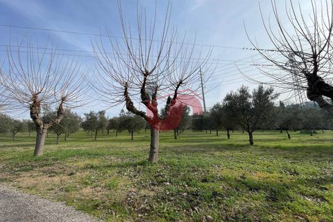 Terra a Benevento, Benevento, Benevento - € 185.000 | Ref: AA39826 - foto 9