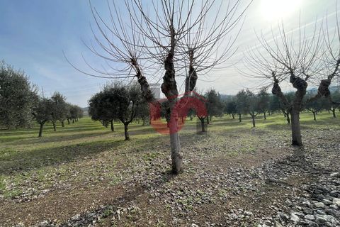 Terra a Benevento, Benevento, Benevento - € 185.000 | Ref: AA39826 - foto 10