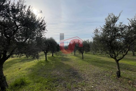 Terra a Benevento, Benevento, Benevento - € 185.000 | Ref: AA39826 - foto 13