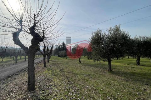 Terra a Benevento, Benevento, Benevento - € 185.000 | Ref: AA39826 - foto 14