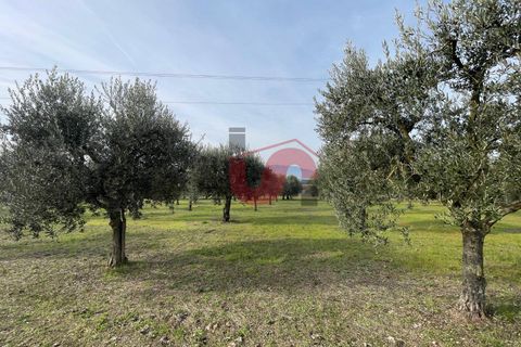 Terra a Benevento, Benevento, Benevento - € 185.000 | Ref: AA39826 - foto 15