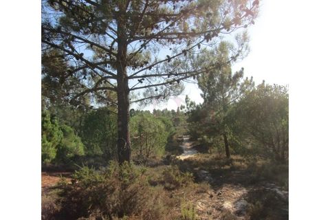 Helårsgrund i Santo Andre, Setubal, Santo Andre - € 160.000 | Ref: 11361 - foto 5