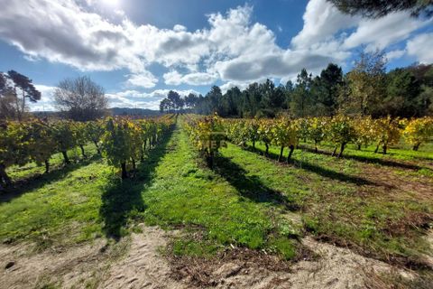 Terra a Vila da Ponte, Viseu, Vila da Ponte - € 20.000 | Ref: HOME579568 - foto 9