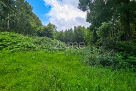 Helårsgrund i Sao Roque do Pico, Pico, Sao Roque do Pico - € 80.000 | Ref: ZMPT577484 - foto 13