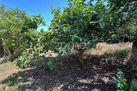 Farm i Rabo de Peixe, Sao Miguel, Rabo de Peixe - € 1.600.000 | Ref: ZMPT570586 - foto 36