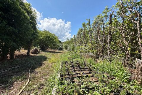 Farm i Rabo de Peixe, Sao Miguel, Rabo de Peixe - € 1.600.000 | Ref: ZMPT570586 - foto 39