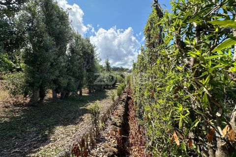 Farm i Rabo de Peixe, Sao Miguel, Rabo de Peixe - € 1.600.000 | Ref: ZMPT570586 - foto 40