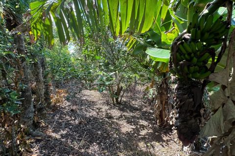 Farm i Rabo de Peixe, Sao Miguel, Rabo de Peixe - € 1.600.000 | Ref: ZMPT570586 - foto 41