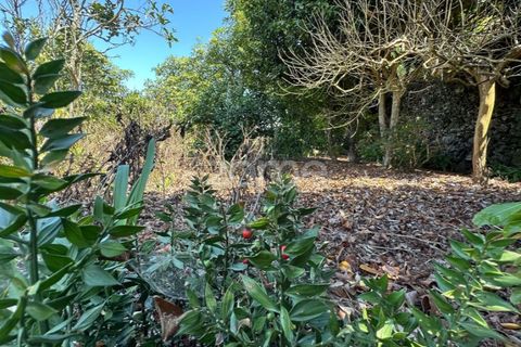 Farm i Rabo de Peixe, Sao Miguel, Rabo de Peixe - € 1.600.000 | Ref: ZMPT570586 - foto 50