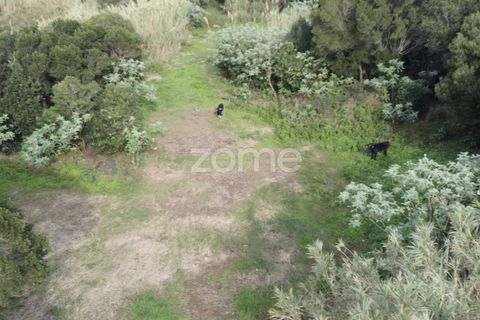 Terra a Ribeirinha, Sao Miguel, Ribeirinha - € 180.000 | Ref: ZMPT562939 - foto 11