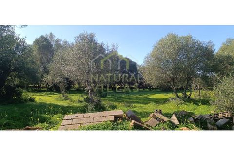 Helårsgrund i Quelfes, Faro, Quelfes - € 45.000 | Ref: TER_2504_VEND - foto 2
