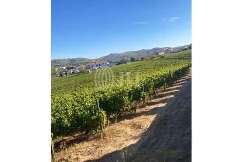 Helårsgrund i Alijo, Vila Real, Alijo - € 1.100.000 | Ref: 91498 - foto 7