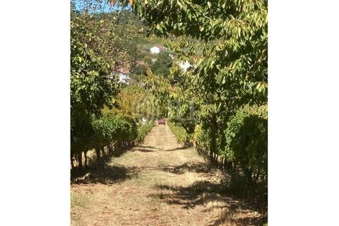 Helårsgrund i Alijo, Vila Real, Alijo - € 1.100.000 | Ref: 91498 - foto 8
