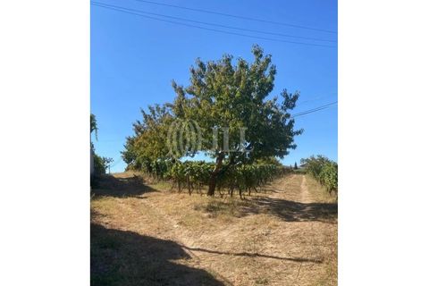 Helårsgrund i Alijo, Vila Real, Alijo - € 1.100.000 | Ref: 91498 - foto 9