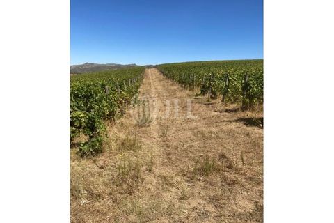 Helårsgrund i Alijo, Vila Real, Alijo - € 1.100.000 | Ref: 91498 - foto 12