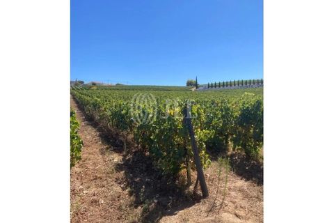 Helårsgrund i Alijo, Vila Real, Alijo - € 1.100.000 | Ref: 91498 - foto 14