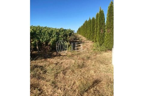 Helårsgrund i Alijo, Vila Real, Alijo - € 1.100.000 | Ref: 91498 - foto 15