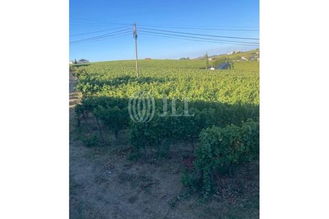 Helårsgrund i Alijo, Vila Real, Alijo - € 1.100.000 | Ref: 91498 - foto 17