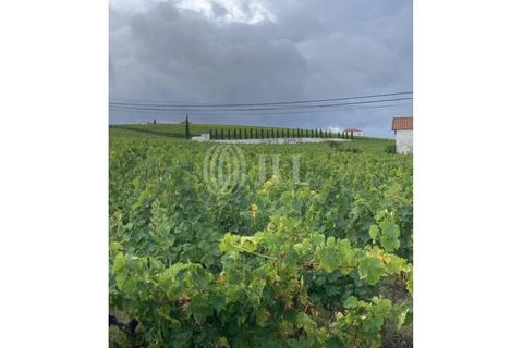 Helårsgrund i Alijo, Vila Real, Alijo - € 1.100.000 | Ref: 91498 - foto 21