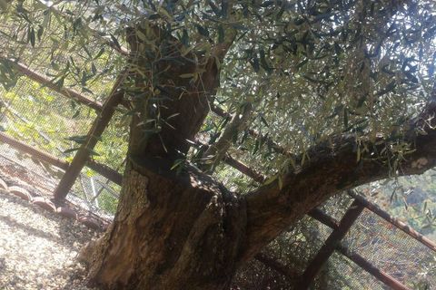 Villa a Perinaldo, Imperia, Perinaldo - € 220.000 | Ref: 1122 - foto 13