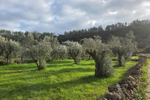 Helårsgrund i Ansiao, Leiria, Ansiao - € 22.000 | Ref: C0381-00860 - foto 16