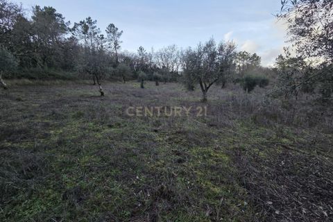 Helårsgrund i Ansiao, Leiria, Ansiao - € 28.000 | Ref: C0381-00861 - foto 13