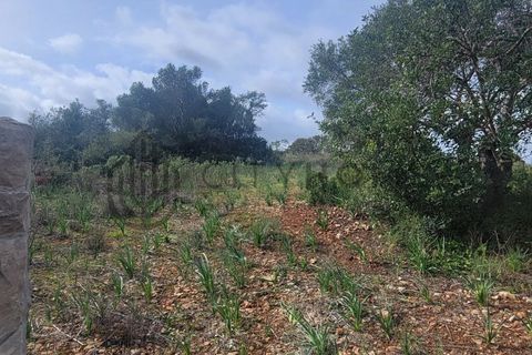 Terra a Tunes, Faro, Tunes - € 350.000 | Ref: City-26-03V - foto 10