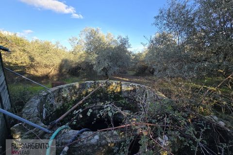 Farm i Aranhas, Castelo Branco, Aranhas - € 298.000 | Ref: MAS_226RS210126 - foto 23