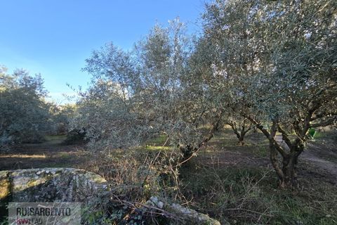 Farm i Aranhas, Castelo Branco, Aranhas - € 298.000 | Ref: MAS_226RS210126 - foto 25