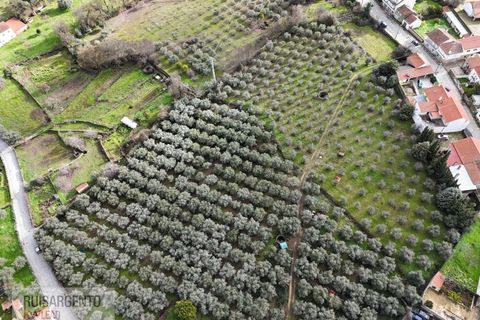 Farm i Aranhas, Castelo Branco, Aranhas - € 298.000 | Ref: MAS_226RS210126 - foto 37