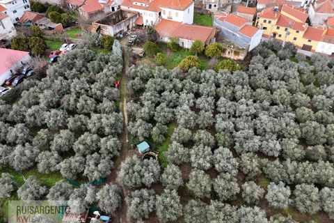 Farm i Aranhas, Castelo Branco, Aranhas - € 298.000 | Ref: MAS_226RS210126 - foto 38