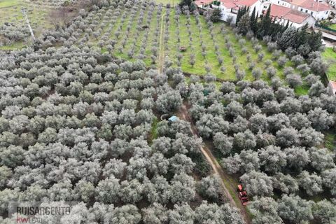 Farm i Aranhas, Castelo Branco, Aranhas - € 298.000 | Ref: MAS_226RS210126 - foto 3