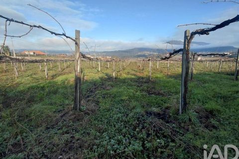 Terra a Moncao, Viana do Castelo, Moncao - € 110.000 | Ref: 799575 - foto 5