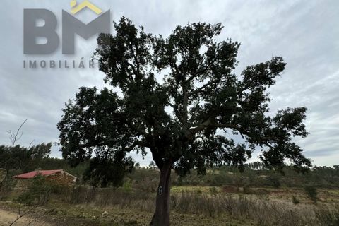 Farm i Castelo Branco, Castelo Branco, Castelo Branco - € 25.000 | Ref: 5000 - foto 7