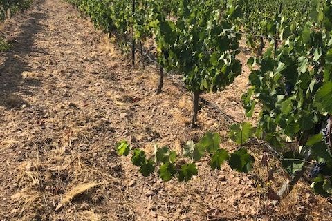 Helårsgrund i Jumilla, Murcia, Jumilla - € 3.000.000 | Ref: 81fada7b-be8d-4950-b - foto 7