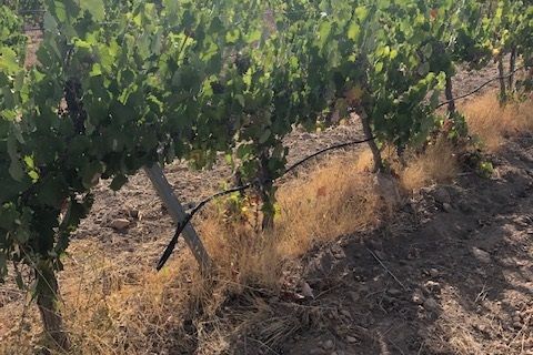 Helårsgrund i Jumilla, Murcia, Jumilla - € 3.000.000 | Ref: 81fada7b-be8d-4950-b - foto 15