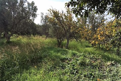 Terra a Catanzaro, Catanzaro, Catanzaro - € 450.000 | Ref: 791/T - foto 2
