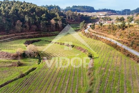 Farm i Amarante, Porto, Amarante - € 1.000.000 | Ref: 01.PO.01.002 - foto 4